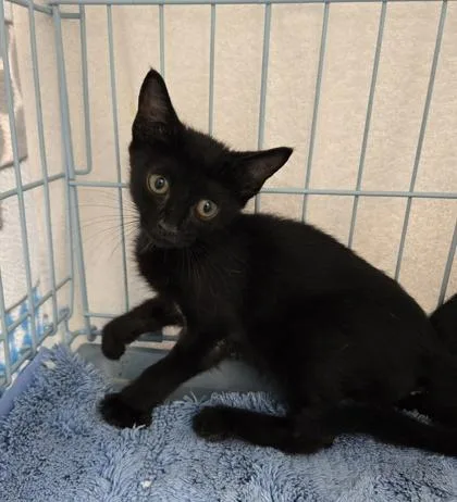A baby small-sized male Domestic Short Hair cat named Ted for adoption in Gainesville, FL