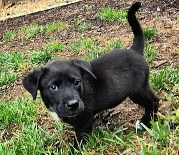 A baby medium-sized male Labrador Retriever dog named Ravishing Reef for adoption in Reston, VA