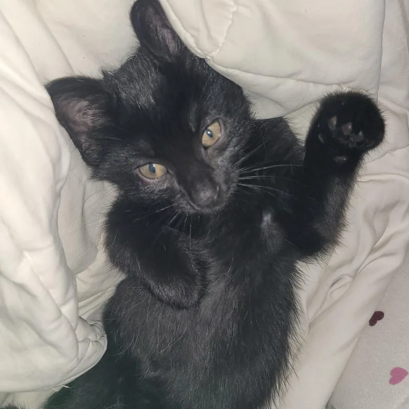 A baby small-sized male Black Domestic Short Hair cat named Mordu for adoption in Edwardsville, IL