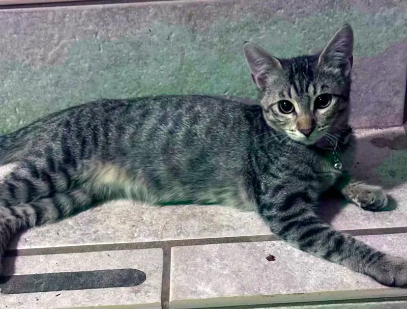A baby small-sized male Tabby cat named Ziggy C Jones for adoption in Saunderstown, RI