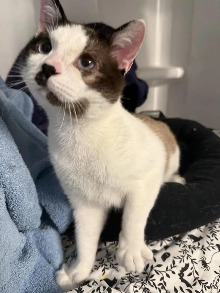 A young medium-sized male Snowshoe cat named Shadow for adoption in Salisbury, NC