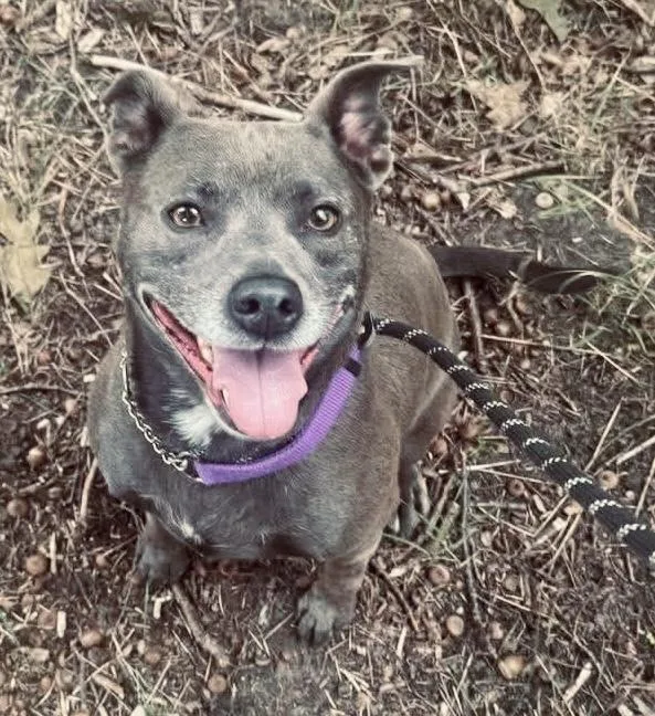 An adult medium-sized female Pit Bull Terrier dog named Bella for adoption in Lincoln, MI