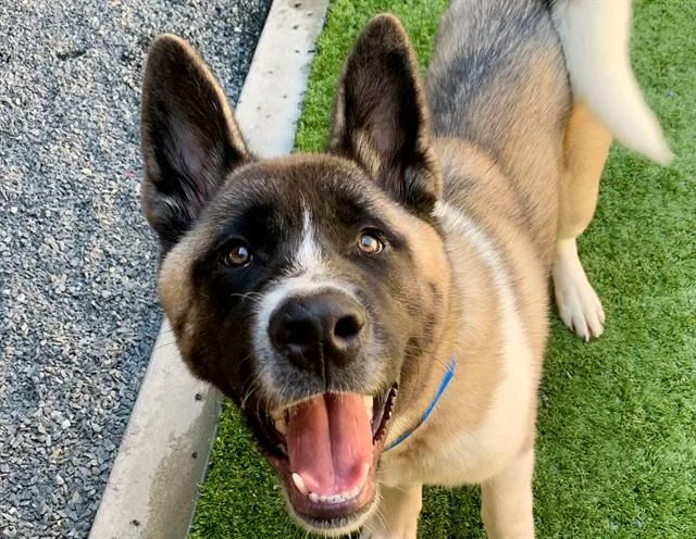 A young small-sized male Akita dog named Dogger for adoption in Moreno Valley, CA