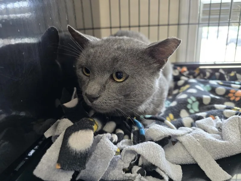 An adult medium-sized male Gray / Blue / Silver Domestic Short Hair cat named Asher for adoption in Southbury, CT
