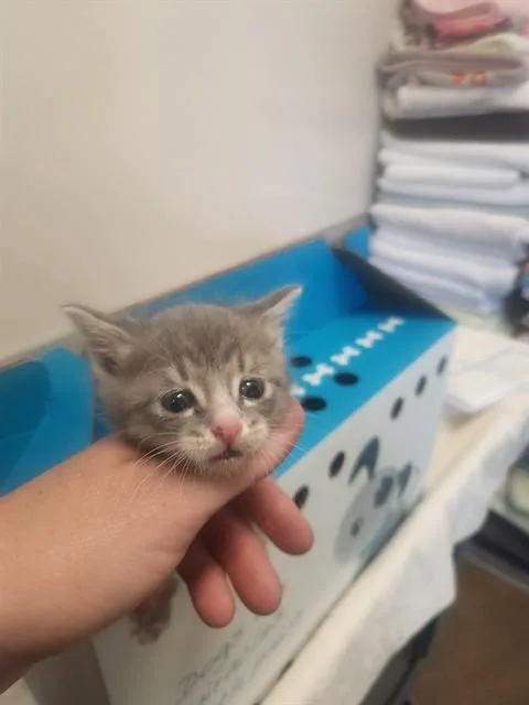 A baby small-sized female Domestic Short Hair cat named A for adoption in Sacramento, CA