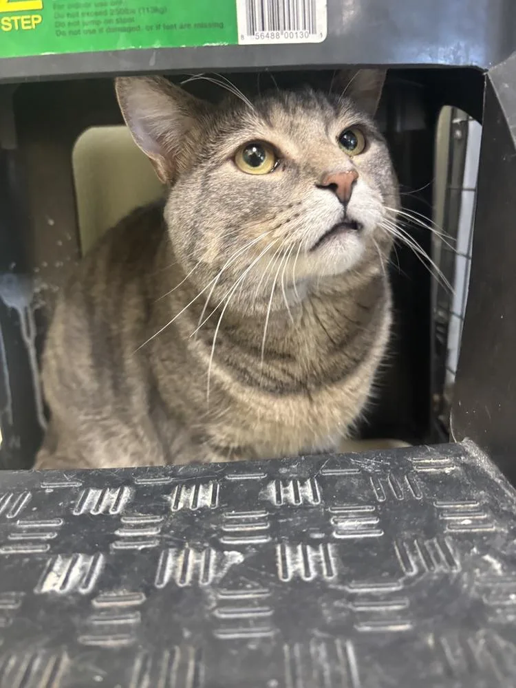 An adult medium-sized male Gray / Blue / Silver Domestic Short Hair cat named Maury for adoption in Kalamazoo, MI