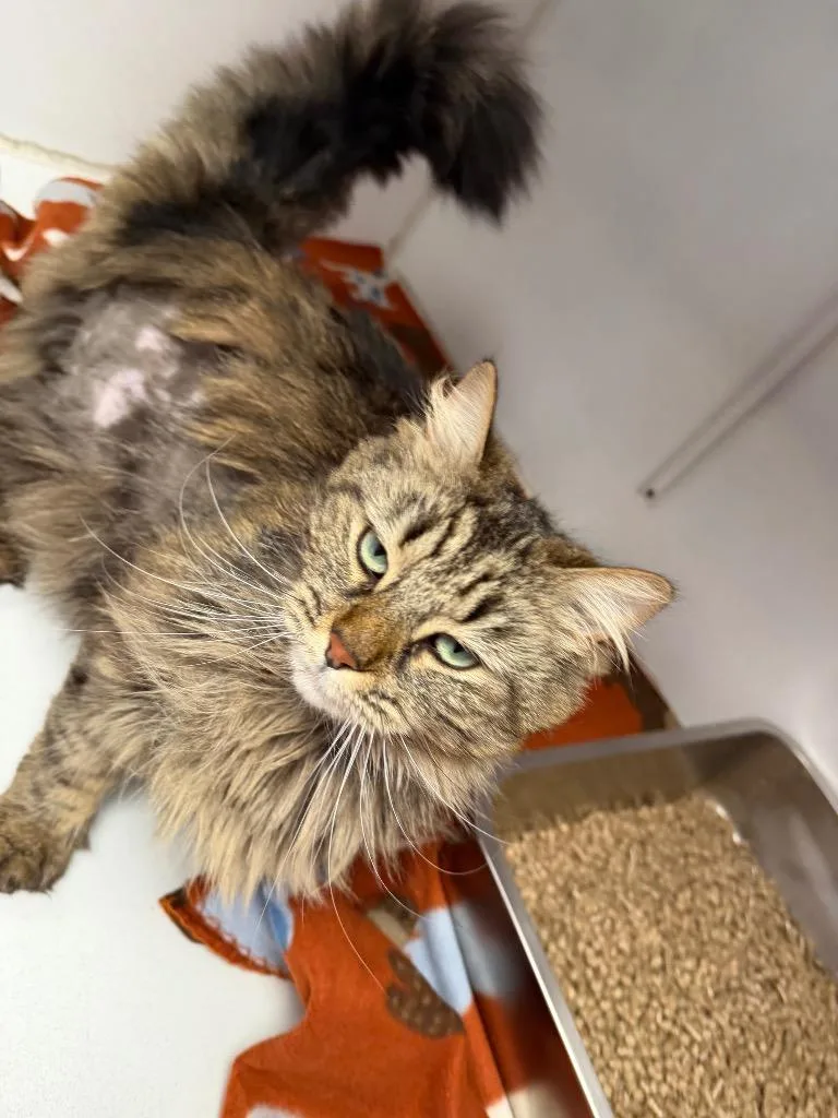 An adult medium-sized female Domestic Long Hair cat named Paisley Mae for adoption in Waverly, NY
