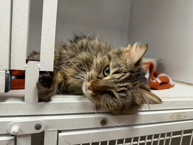 Paisley Mae thumbnail 3