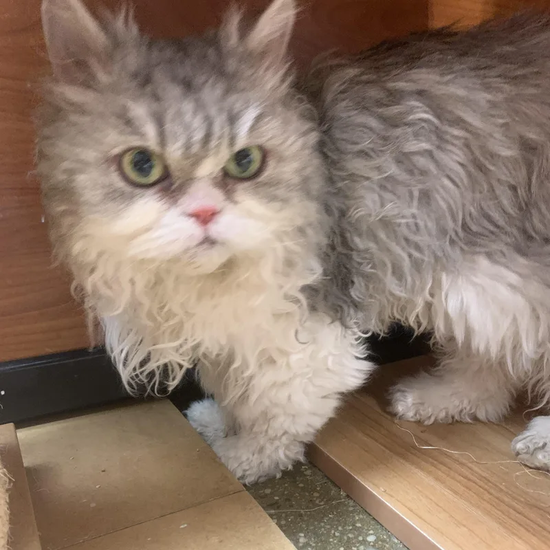 An adult medium-sized female Gray / Blue / Silver Persian cat named Mimi for adoption in Port Jefferson Station, NY