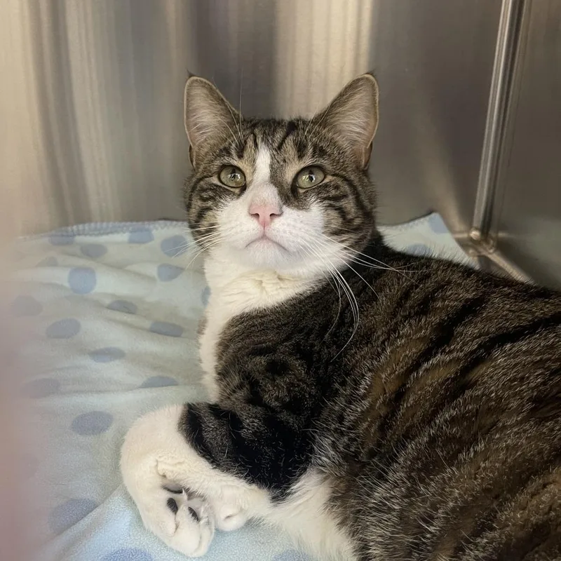 An adult small-sized male Brown / Chocolate Domestic Short Hair cat named Nugget for adoption in Bensalem, PA