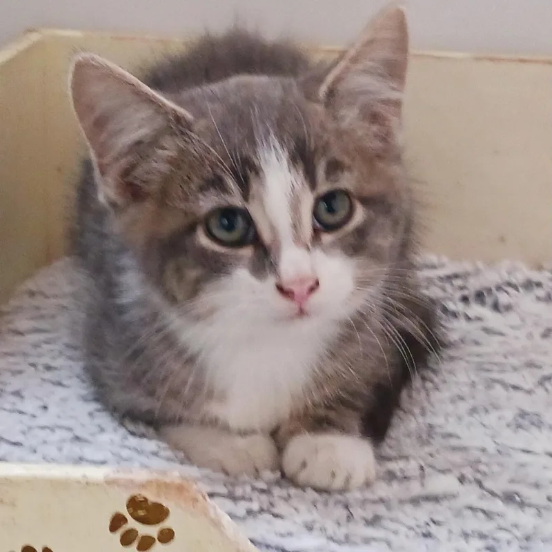 A baby medium-sized male Domestic Short Hair cat named Clark Kent for adoption in Saint Marys, WV
