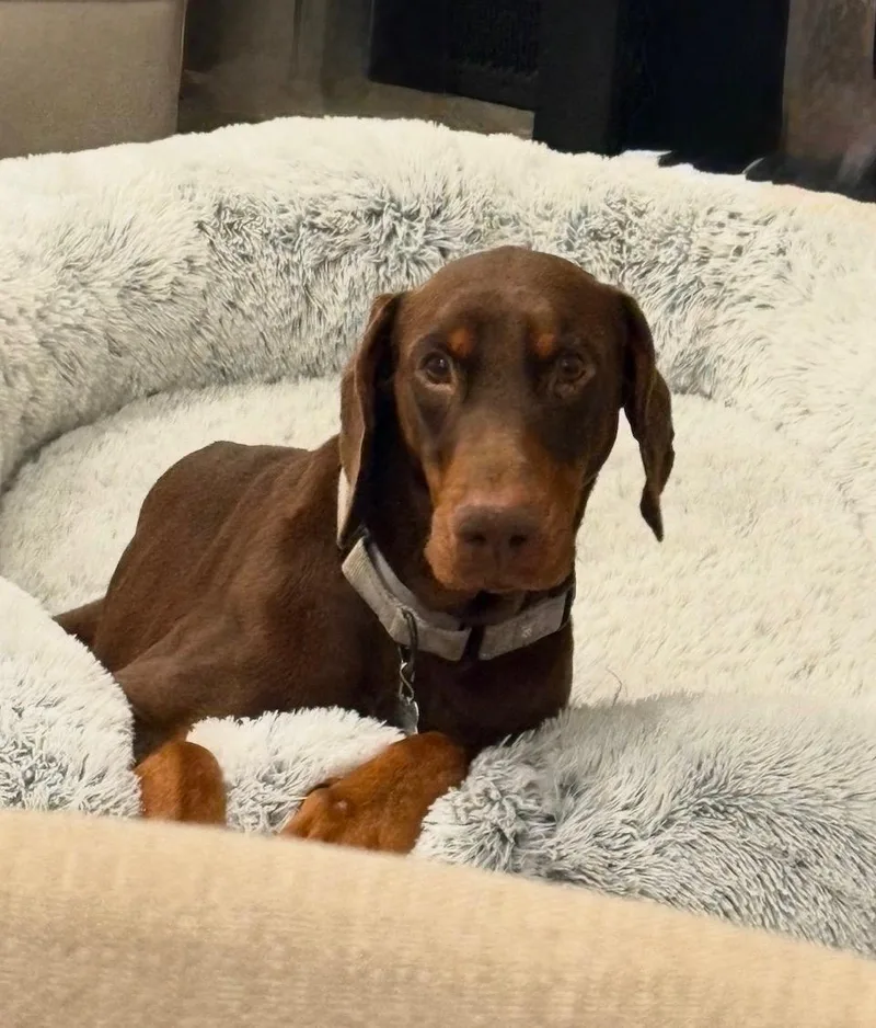 Snickers thumbnail 4