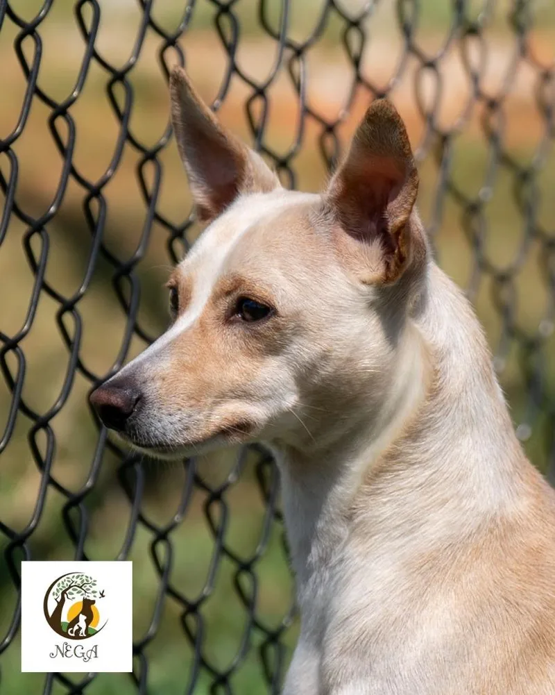 A young small-sized female Rat Terrier dog named Ainsley for adoption in Lavonia, GA