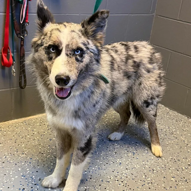 An adult medium-sized male Gray / Blue / Silver Husky dog named Tuscstray for adoption in Tuscaloosa, AL