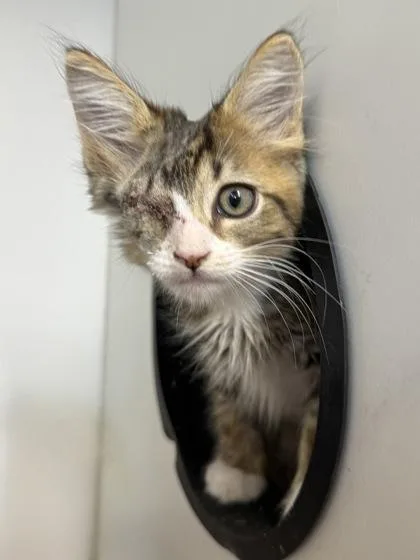 A baby small-sized male Domestic Short Hair cat named Eggplant for adoption in West Chester, PA