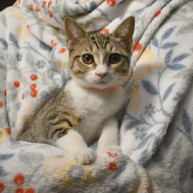 A baby small-sized female Tabby (Gray / Blue / Silver) Tabby cat named Addison for adoption in Gilbert, AZ