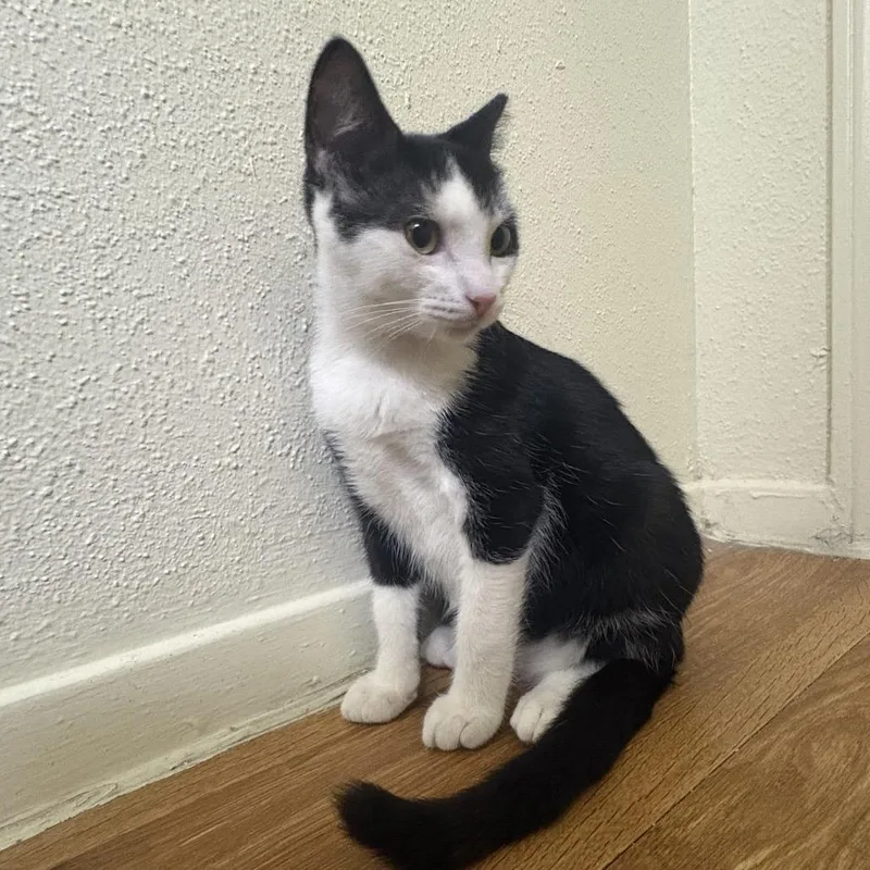 A baby small-sized male Black Domestic Short Hair cat named Marquis for adoption in Houston, TX