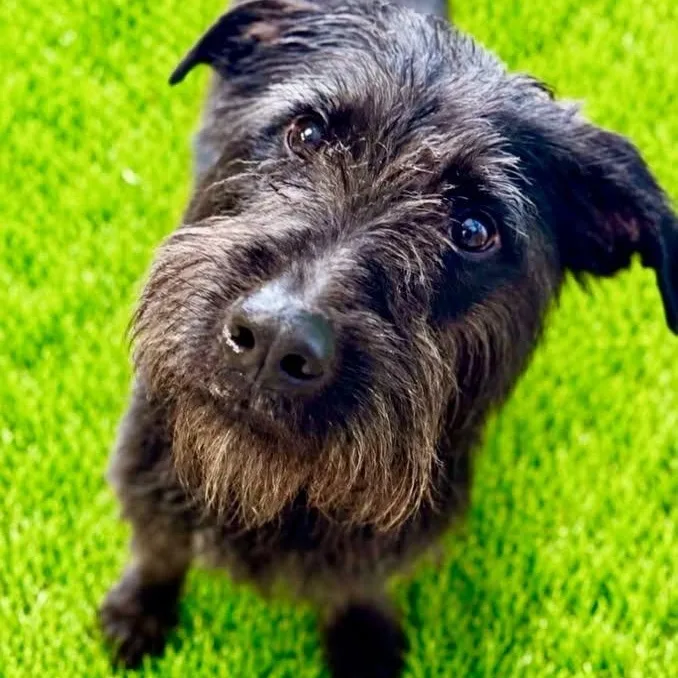 A young medium-sized female Black Labradoodle dog named Hallie for adoption in Battle Creek, MI