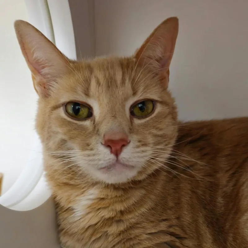 A senior large-sized male Domestic Short Hair cat named Blue for adoption in Cumming, GA