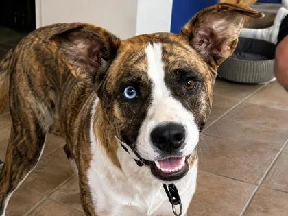 An adult large-sized female Brindle Mixed Breed dog named Nala for adoption in Georgetown, TX