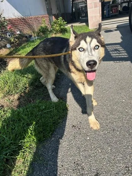 A young medium-sized male Siberian Husky dog named Bert for adoption in Savannah, GA