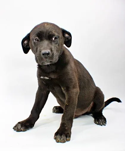 A baby large-sized male Flat-Coated Retriever dog named Spongebob for adoption in Morton Grove, IL