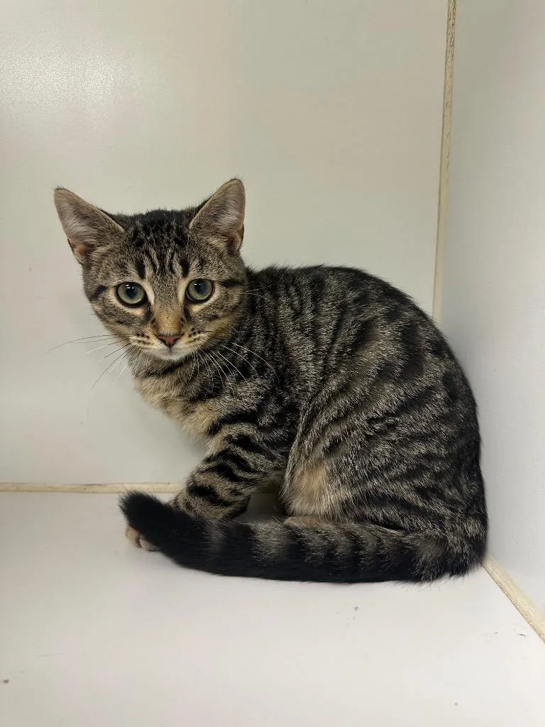A baby small-sized male Domestic Short Hair cat named Sydney for adoption in Johnson City, TN