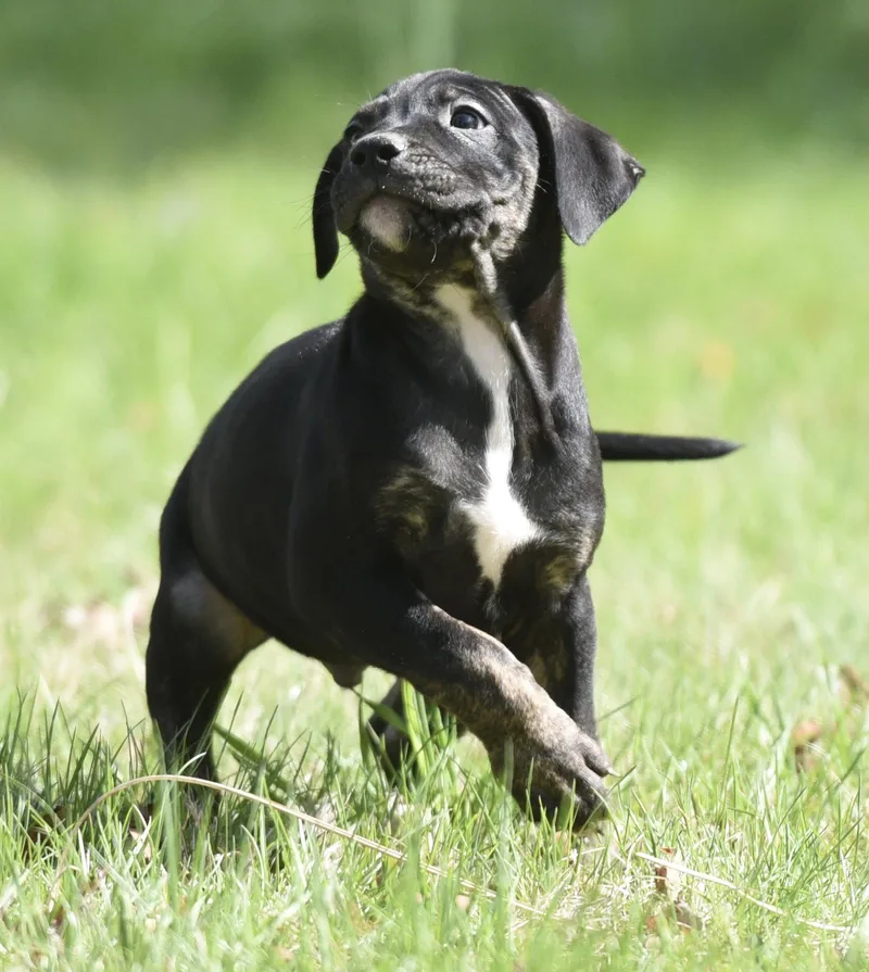 A baby large-sized male Pit Bull Terrier dog named Puck for adoption in Mechanicsburg, PA
