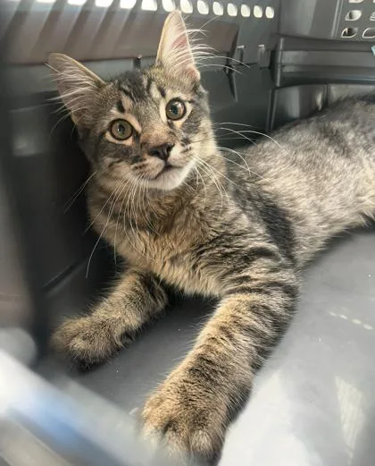 A baby small-sized male Domestic Long Hair cat named Enzo for adoption in Fort Worth, TX