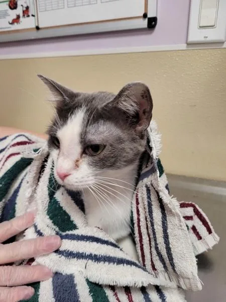 An adult medium-sized female Domestic Short Hair cat named Julietta for adoption in Vancouver, WA