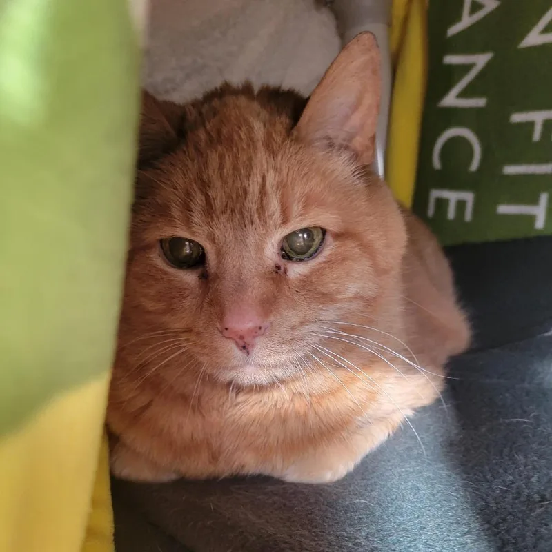 A senior large-sized male Orange / Red Domestic Short Hair cat named Max for adoption in Grand Rapids, MI