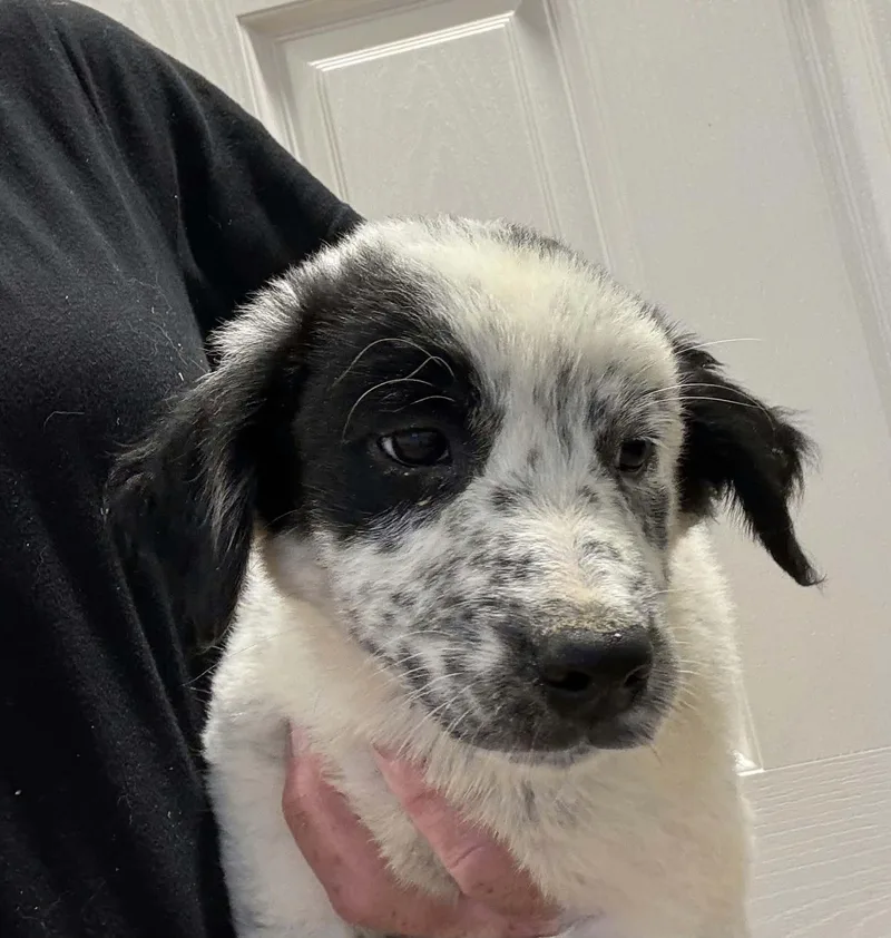 A baby small-sized female Border Collie dog named Cherry Vanilla for adoption in Havertown, PA