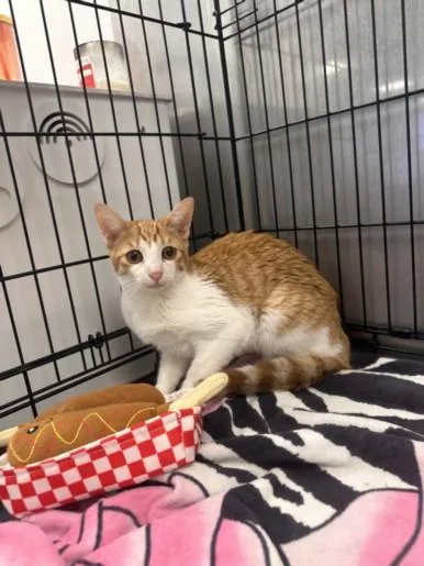 A young medium-sized female Domestic Short Hair cat named Oranges for adoption in Van Nuys, CA