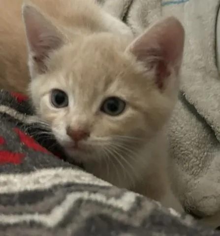 A baby medium-sized male Buff / Tan / Fawn Domestic Short Hair cat named Jupiter for adoption in Great Mills, MD