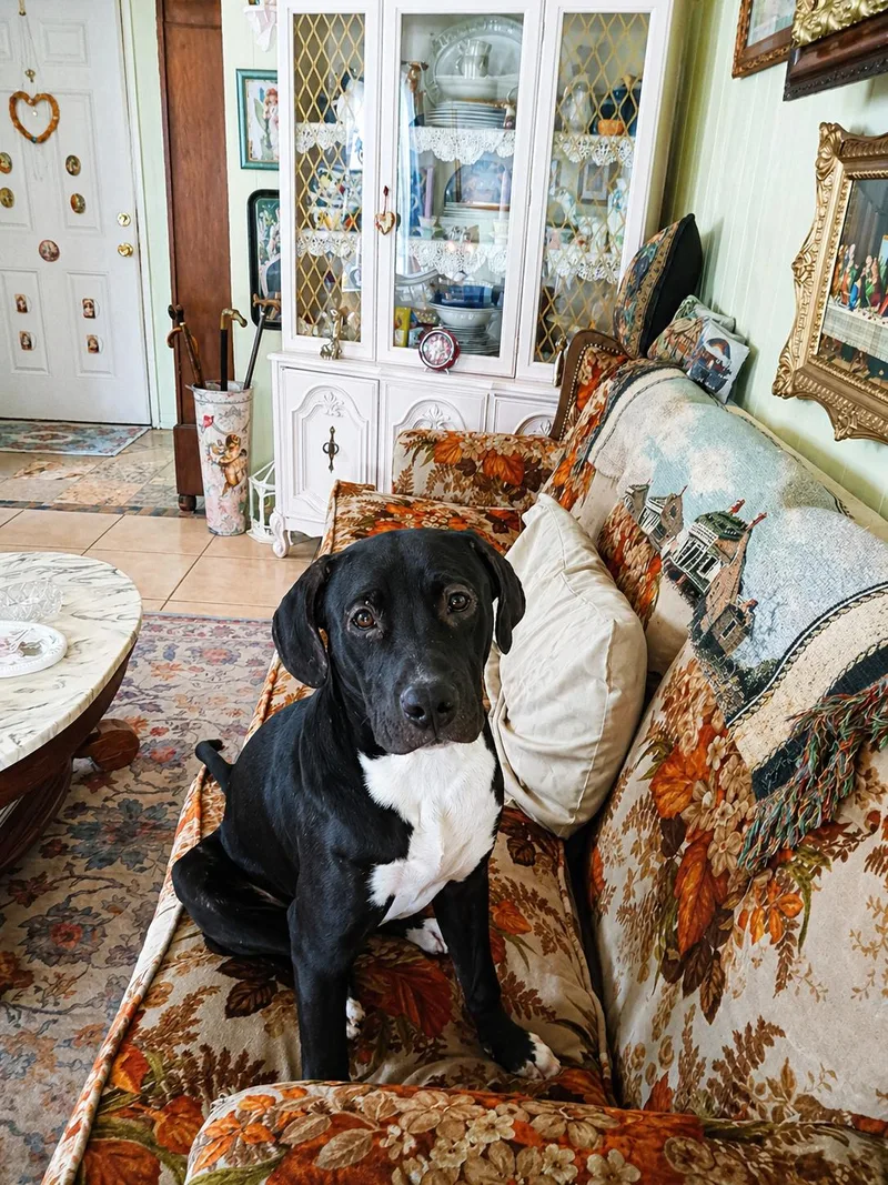 A baby medium-sized male Black Labrador Retriever dog named Diesel for adoption in Las Vegas, NV