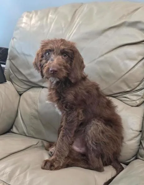 A baby large-sized male Brown / Chocolate Labradoodle dog named Cooper for adoption in Manvel, TX