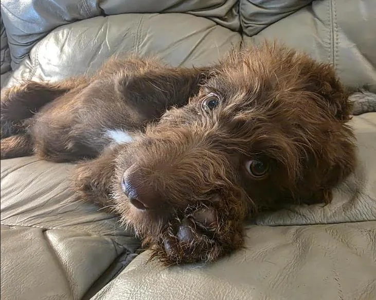 Cooper thumbnail 4