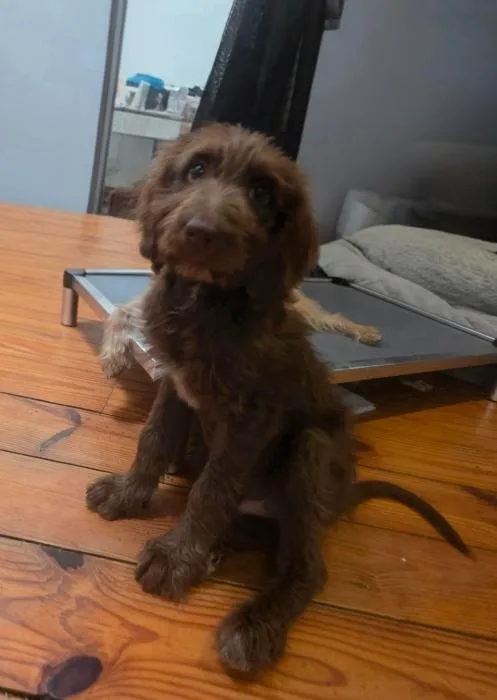 Cooper thumbnail 5