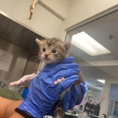 A baby small-sized male Gray / Blue / Silver Domestic Short Hair cat named Prada for adoption in Los Angeles, CA