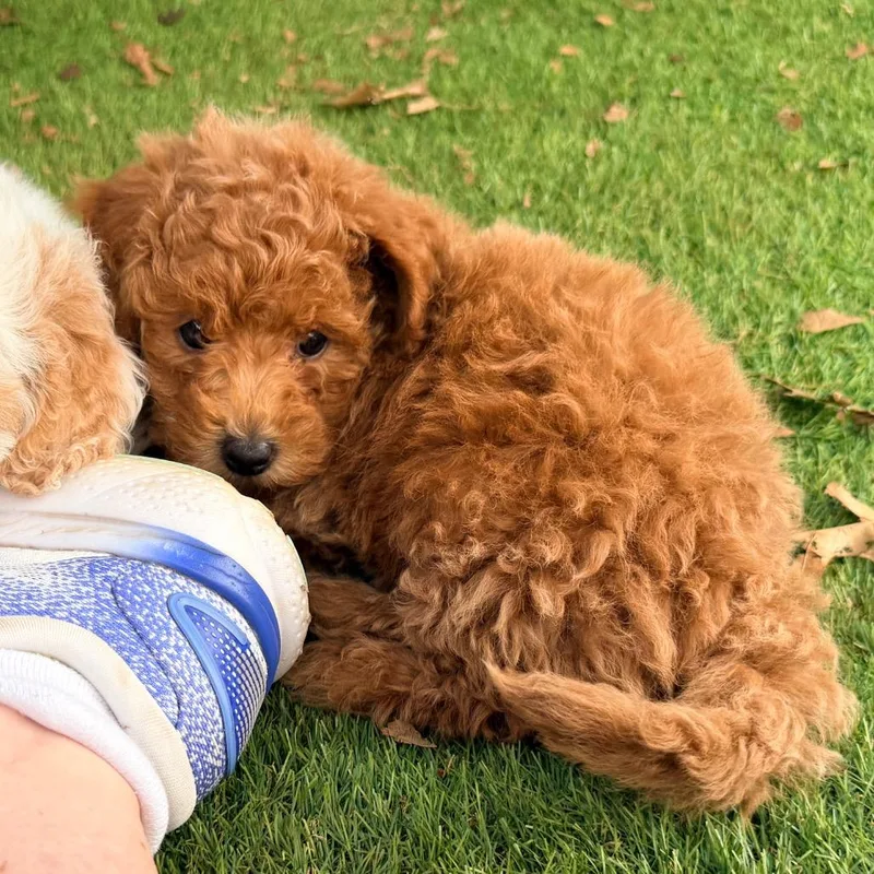 A baby medium-sized female Red / Chestnut / Orange Poodle dog named Ruth's Chris for adoption in Huntsville, AL