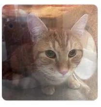 An adult medium-sized male Domestic Short Hair cat named Rose for adoption in West Chester, PA