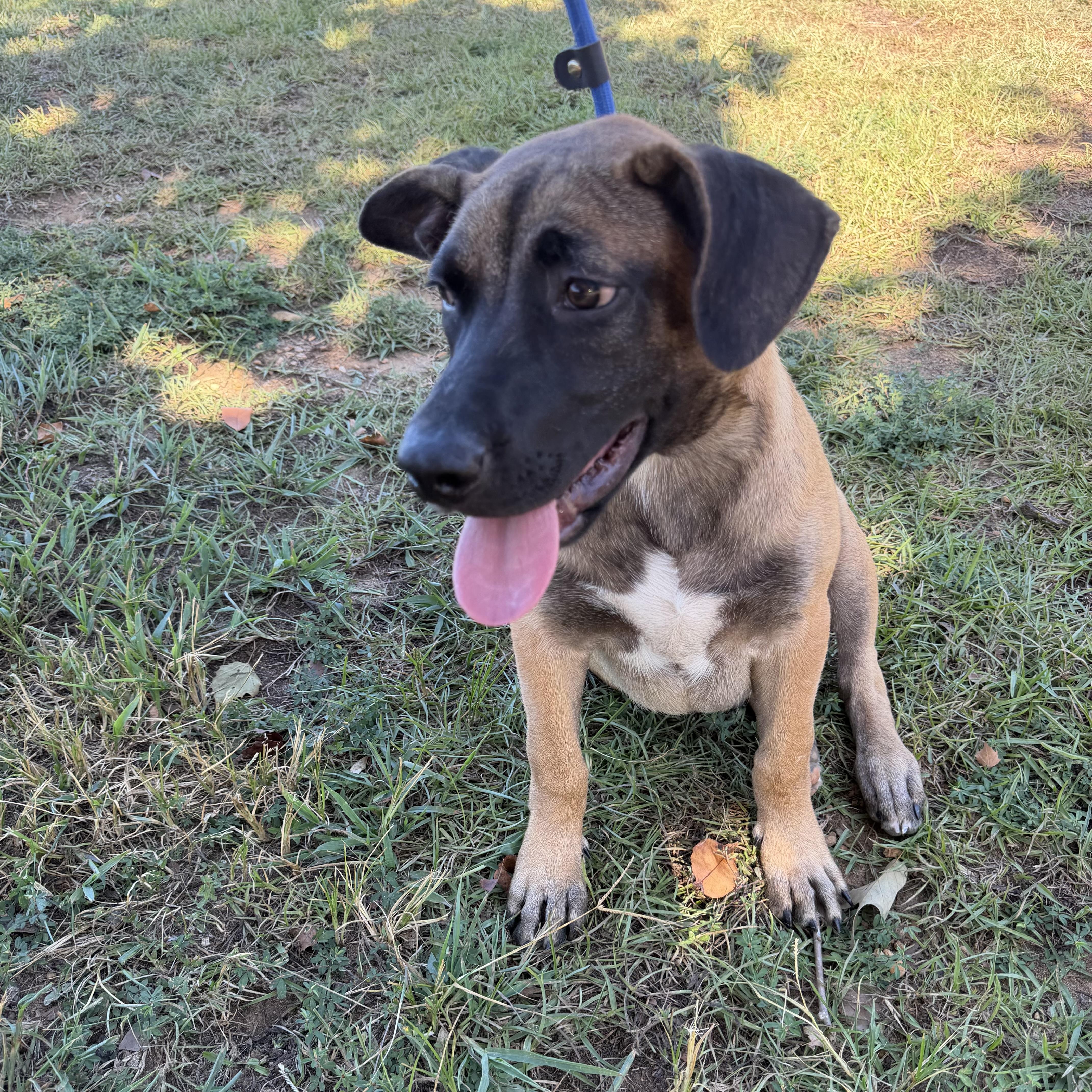 A baby medium-sized male Mixed Breed dog named Flannel for adoption in Columbia, SC
