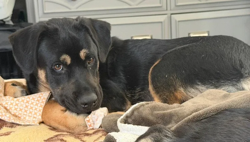 A young large-sized male German Shepherd Dog dog named Blitzen for adoption in Fullerton, CA