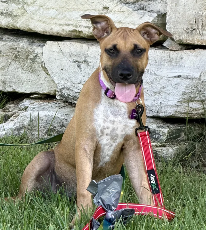 A baby medium-sized male Boxer dog named Willow for adoption in Bryan, TX