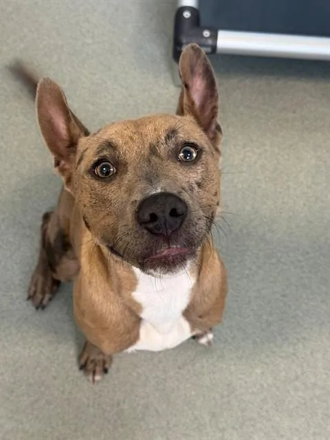 A young medium-sized male Catahoula Leopard Dog dog named Charlie for adoption in Fayetteville, NC