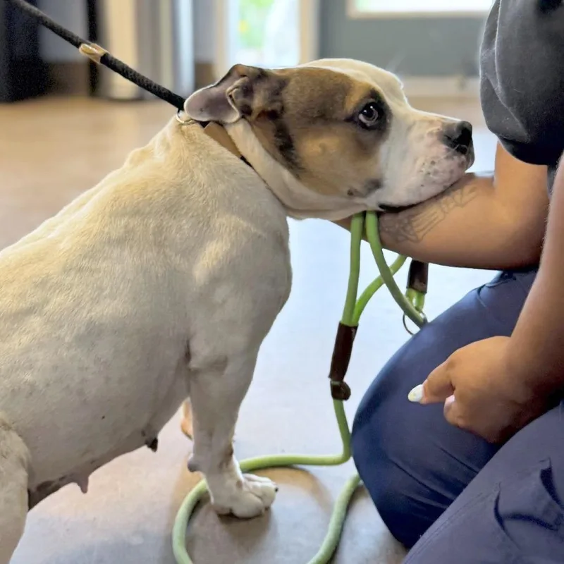 An adult medium-sized female White / Cream Mixed Breed dog named Clarabelle for adoption in Hendersonville, NC