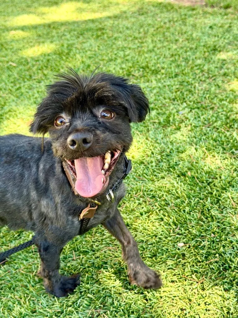 Draco