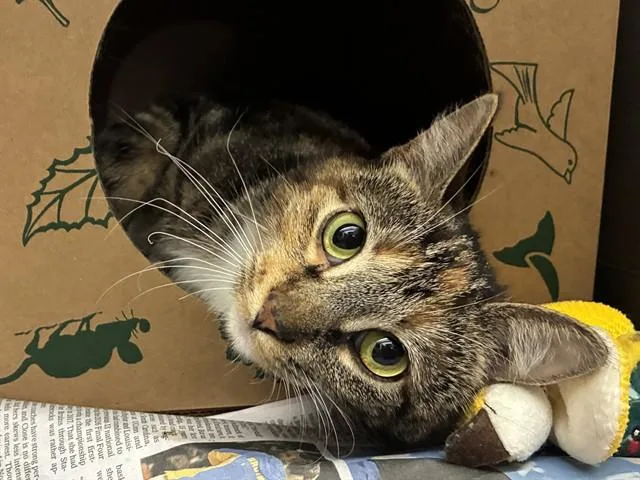 A young small-sized female Domestic Short Hair cat named Louise for adoption in Saint Louis, MO