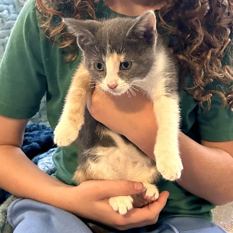 A baby small-sized female Gray / Blue / Silver Domestic Short Hair cat named Light Bulb for adoption in Austin, TX