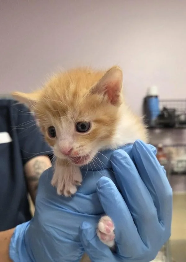 A baby small-sized male Domestic Short Hair cat named Bojack for adoption in Vancouver, WA
